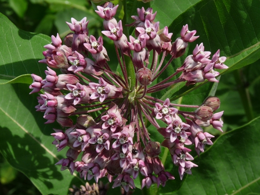 {Asclepias syriaca}
